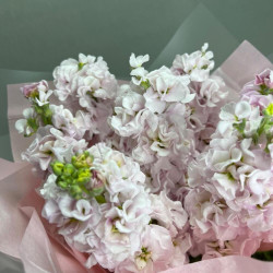 7 розовых маттиол