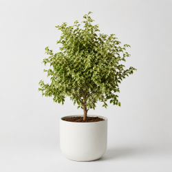 Фикус Бенджамина